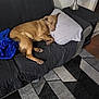 dog, sleeping, couch, pillow, blanket, lamp, living_room, brown_dog, resting, pet, indoor, furniture, home, relaxing, cozy, carpet, decor, sleep, animal, quiet