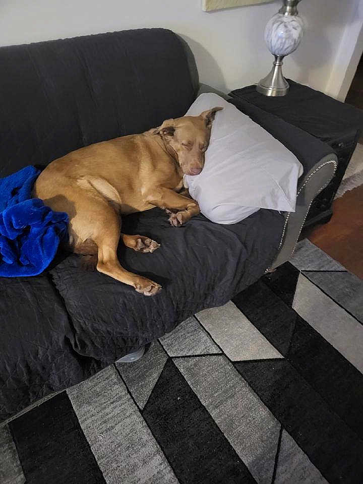 Kimber is registered to the contest to win money with this photo: dog, sleeping, couch, pillow, blanket, lamp, living_room, brown_dog, resting, pet, indoor, furniture, home, relaxing, cozy, carpet, decor, sleep, animal, quiet
