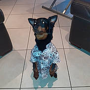 Micky participe au concours pour gagner de l'argent avec cette photo : dog, pet, shirt, tiled_floor, indoor, sitting, looking_up, ears, black_fur, brown_markings, patterned_clothing, flash_glare, living_room, sofa, armchair, shadow, paws, floor_tiles, home_interior, furniture