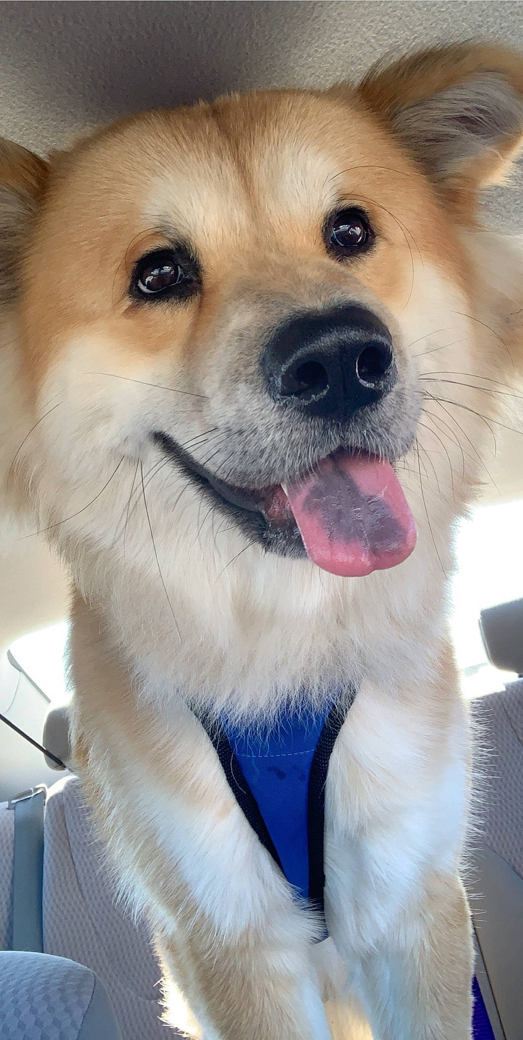 Trooper is registered to the contest to win money with this photo: akita, ancient_dog_breeds, canidae, carnivore, companion_dog, dog, dog_breed, fawn, german_spitz_mittel, icelandic_sheepdog, mammal, norwegian_buhund, nose, puppy, rare_breed_dog, snout, sporting_group, vertebrate, whiskers, working_dog