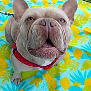 Victor a rejoint le concours — aidez-le/la à gagner de superbes lots ! dog, french_bulldog, pet, close_up, animal, canine, outdoor, colorful, blanket, red_harness, ears, face, snout, tongue, expression, leash, summer, pattern, playful, cute