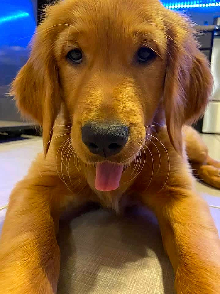 Boss joined the competition — help win amazing prizes! blond, carnivore, display_device, dog, dog_breed, fawn, fur, iris, jaw, liver, organ, retriever, skin, snout, tan, tongue, vertebrate, whiskers, working_animal, yellow