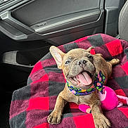 Jp is registered to the contest to win money with this photo: dog, french_bulldog, puppy, car, vehicle, interior, blanket, plaid, bandana, floral, colorful, brown, sitting, lying_down, happy, smiling, tongue_out, ears, pet, portrait