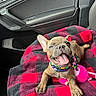 dog, french_bulldog, puppy, car, vehicle, interior, blanket, plaid, bandana, floral, colorful, brown, sitting, lying_down, happy, smiling, tongue_out, ears, pet, portrait