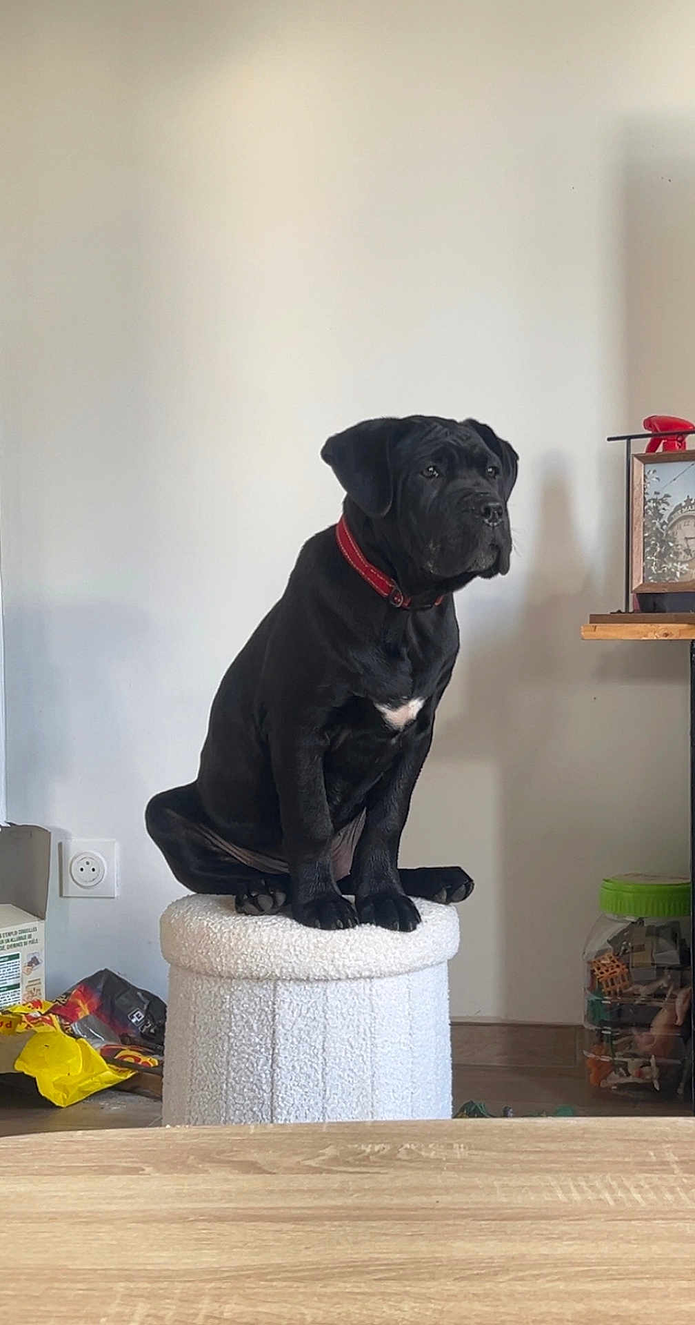 Azia a rejoint le concours — aidez-le/la à gagner de superbes lots ! dog, black_dog, sitting, red_collar, ottoman, indoor, pet, animal, furniture, living_room, toy, plastic_container, wooden_table, wall, household_items, domestic, cute, calm, portrait, pet_portrait
