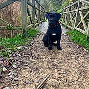 Azia a rejoint le concours — aidez-le/la à gagner de superbes lots ! puppy, dog, black_dog, collar, path, dirt_path, wooden_fence, nature, outdoor, grass, trees, reeds, leaves, autumn, pet, animal, sitting, canine, young_dog, scenery