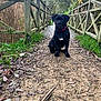 puppy, dog, black_dog, collar, path, dirt_path, wooden_fence, nature, outdoor, grass, trees, reeds, leaves, autumn, pet, animal, sitting, canine, young_dog, scenery