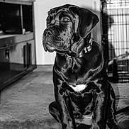 Azia a rejoint le concours — aidez-le/la à gagner de superbes lots ! animal, black_dog, canine, collar, companion, cute, dog, domestic, ears, floor, fur, indoor, looking_away, pet, portrait, puppy, sitting, tile_floor, whiskers, young_dog