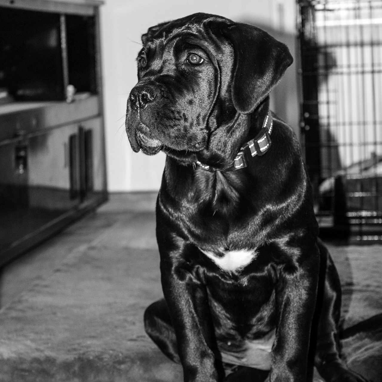 Azia a rejoint le concours — aidez-le/la à gagner de superbes lots ! animal, black_dog, canine, collar, companion, cute, dog, domestic, ears, floor, fur, indoor, looking_away, pet, portrait, puppy, sitting, tile_floor, whiskers, young_dog