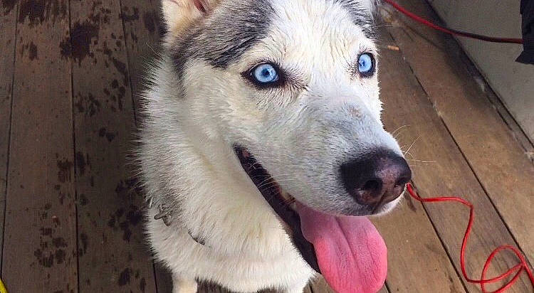 Bella joined the competition — help win amazing prizes! alaskan_malamute, canidae, carnivore, dog, dog_breed, east_siberian_laika, greenland_dog, mammal, native_american_indian_dog, northern_inuit_dog, nose, saarloos_wolfdog, sakhalin_husky, seppala_siberian_sleddog, siberian_husky, sled_dog, snout, tamaskan_dog, vertebrate, wolfdog