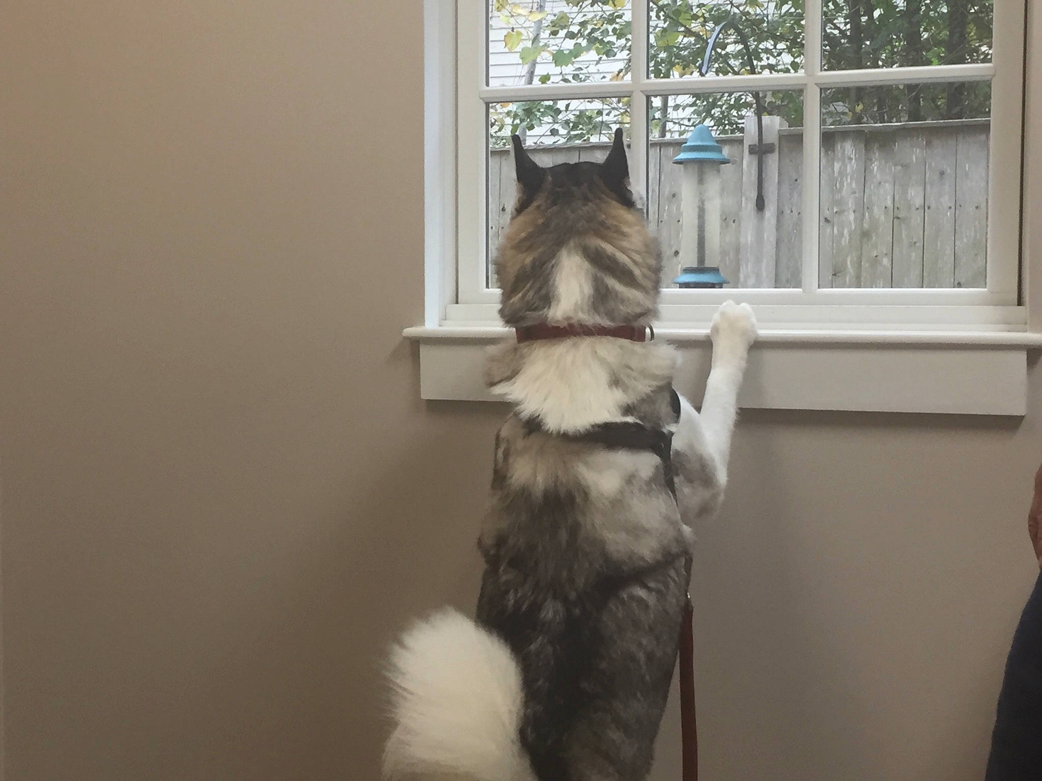 Bella joined the competition — help win amazing prizes! canidae, carnivore, cat, felidae, fur, long_hair, norwegian_forest_cat, room, small_to_medium_sized_cats, tail