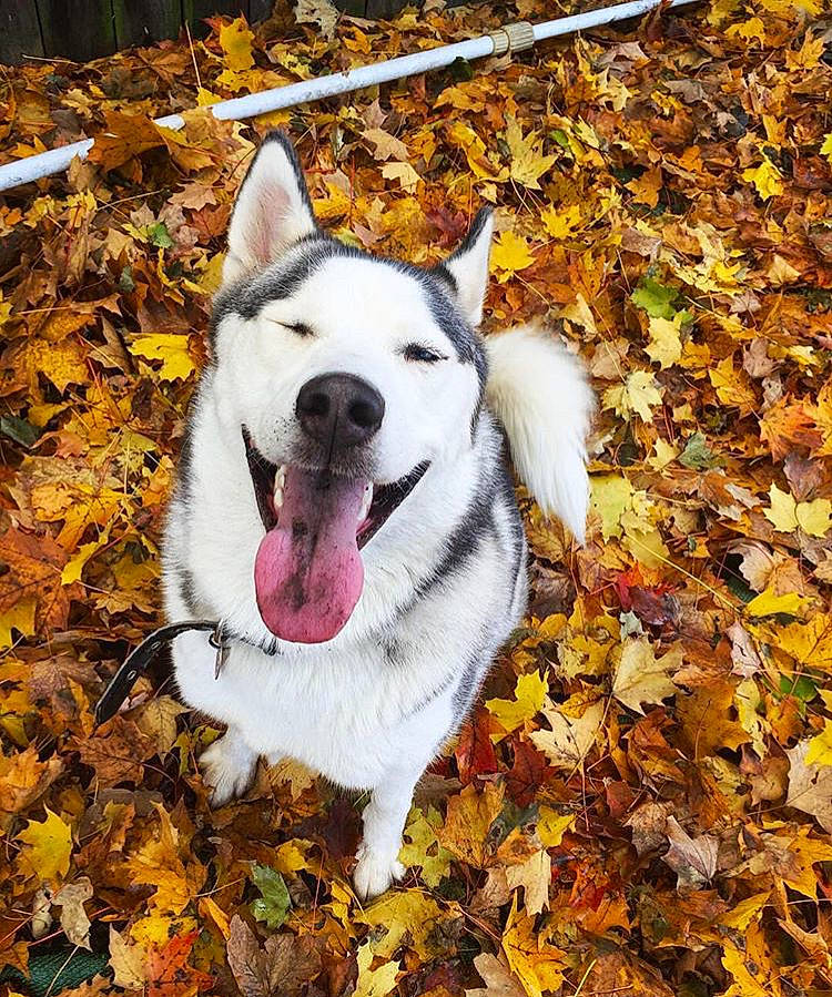 Bella is registered to the contest to win money with this photo: akita, autumn, canaan_dog, canidae, carnivore, dog, dog_breed, korean_jindo_dog, leaf, mammal, norwegian_buhund, plant, siberian_husky, tree, vertebrate, west_siberian_laika, white_shepherd, working_dog