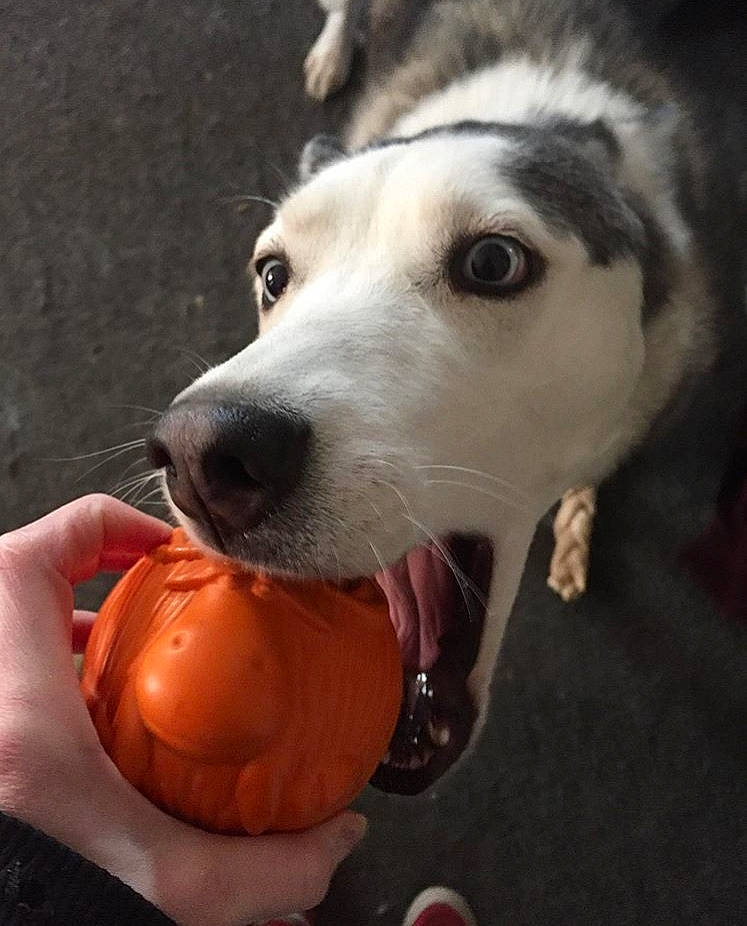 Bella is registered to the contest to win money with this photo: ancient_dog_breeds, ball, canidae, carnivore, dog, dog_breed, dog_toy, eye, nose, pumpkin, puppy, rare_breed_dog, siberian_husky, sled_dog, snout, sporting_group