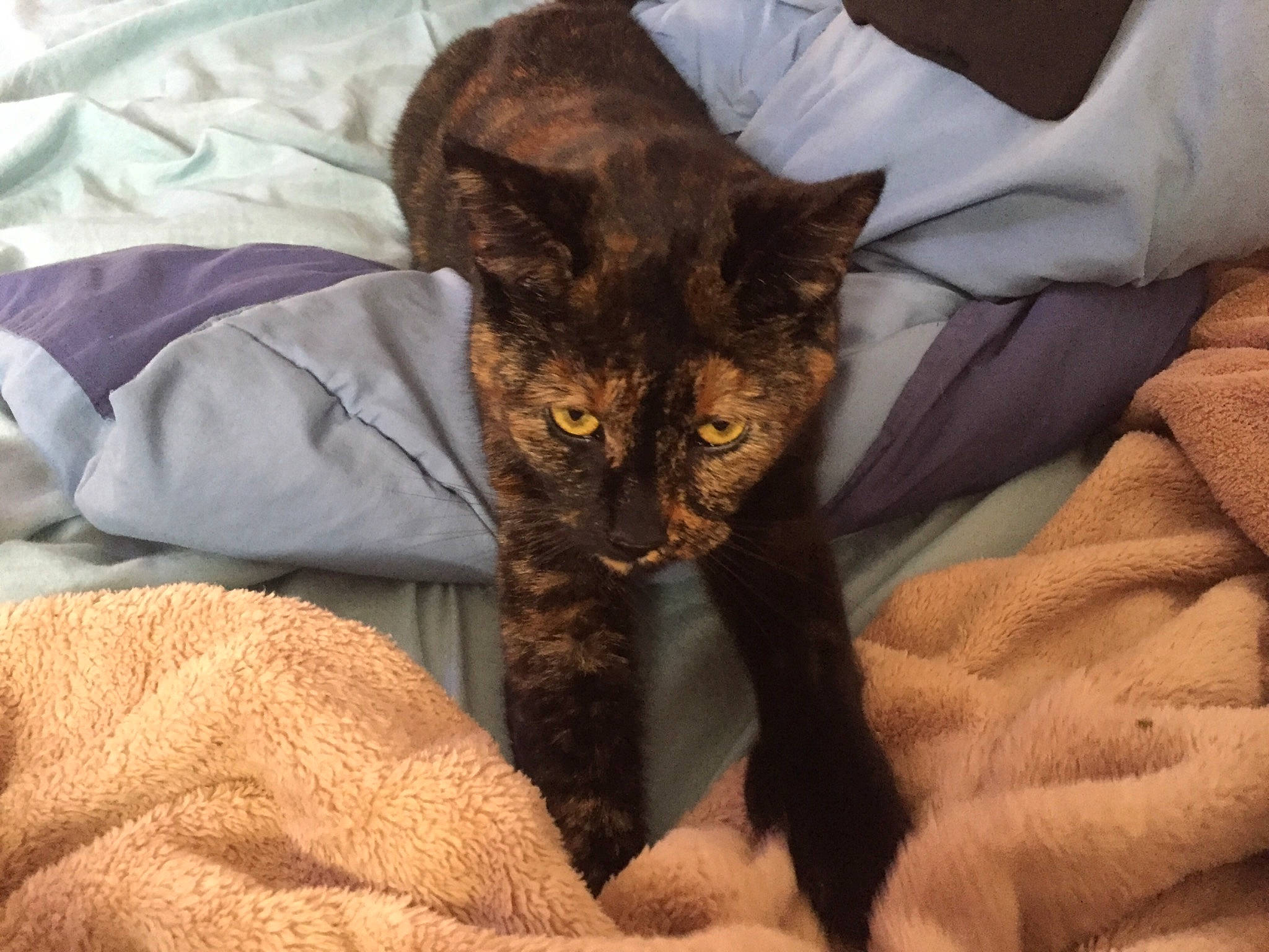 Jinx joined the competition — help win amazing prizes! asian, carnivore, cat, domestic_short_haired_cat, felidae, fur, german_rex, havana_brown, kitten, mammal, oriental_longhair, small_to_medium_sized_cats, whiskers