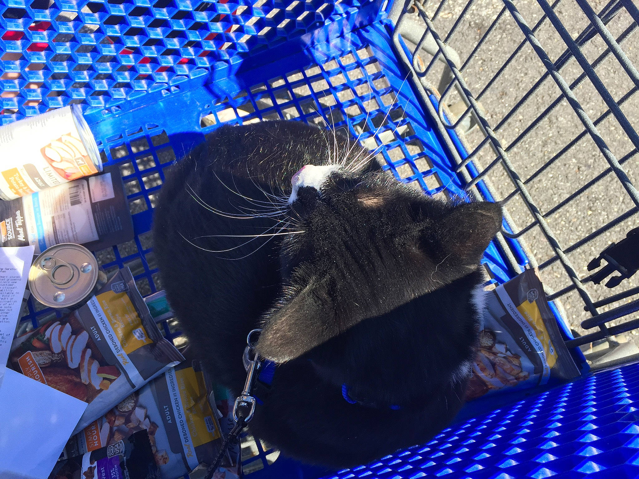 Squeaks is registered to the contest to win money with this photo: blue, cat, cobalt_blue, felidae, organism, space, whiskers