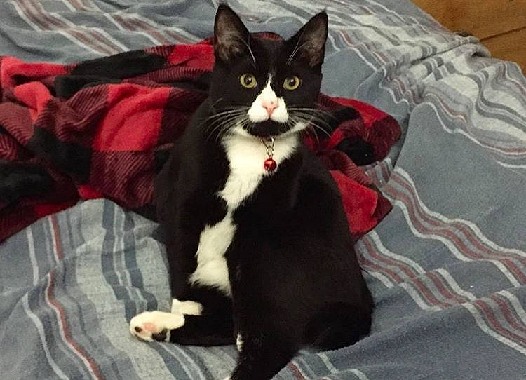 Squeaks joined the competition — help win amazing prizes! american_wirehair, black_cat, carnivore, cat, domestic_short_haired_cat, felidae, fur, kitten, mammal, small_to_medium_sized_cats, snout, tail, vertebrate, whiskers