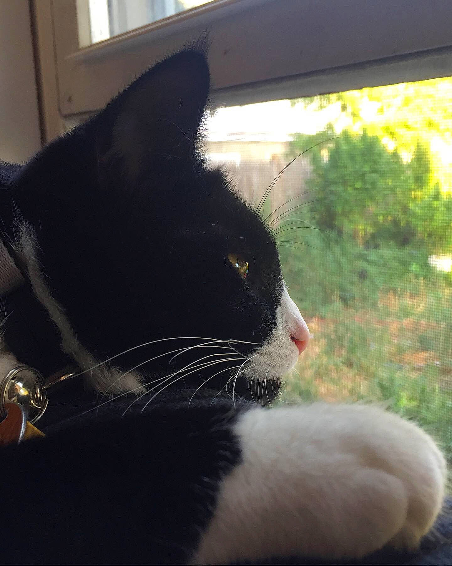 Squeaks joined the competition — help win amazing prizes! black, black_cat, carnivore, cat, domestic_short_haired_cat, ear, eye, felidae, formal_wear, fur, nose, plant, polydactyl_cat, small_to_medium_sized_cats, snout, tail, tree, tuxedo, whiskers, window