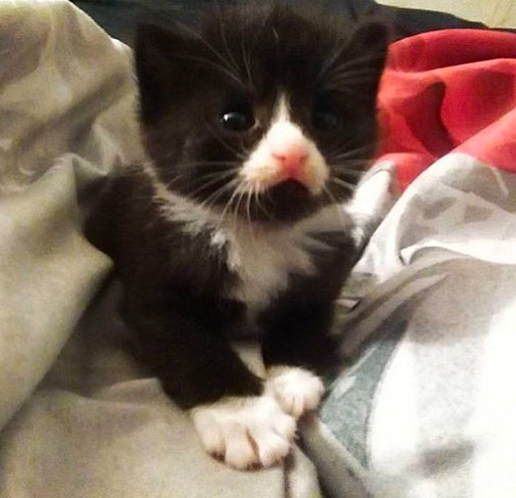 Squeaks is registered to the contest to win money with this photo: black_and_white, black_cat, carnivore, cat, claw, domestic_short_haired_cat, ear, felidae, kitten, mammal, norwegian_forest_cat, polydactyl_cat, small_to_medium_sized_cats, snout, whiskers