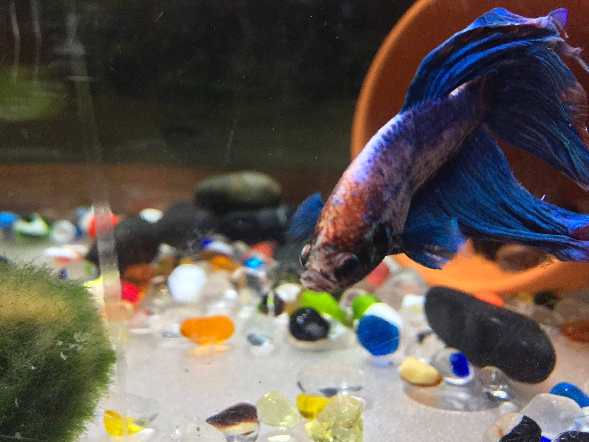 Buddy Aka Cotton Candy is registered to the contest to win money with this photo: aquarium, aquarium_decor, feeder_fish, fish, freshwater_aquarium, glass, organism, water