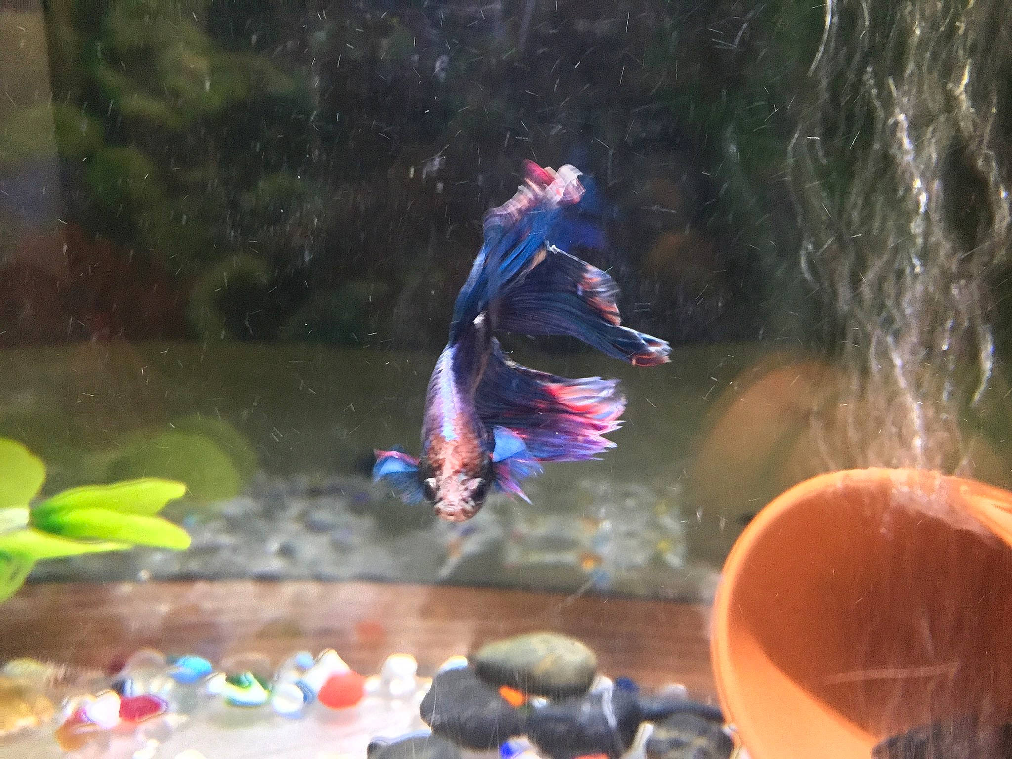 Buddy Aka Cotton Candy