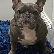 Gizmo Cepeck joined the competition — help win amazing prizes! dog, french_bulldog, pet, indoor, blue_rug, floor, brown_dog, white_chest, ears_up, looking_at_camera, animal, canine, companion, small_dog, curious, sitting, close_up, house, domestic, cute