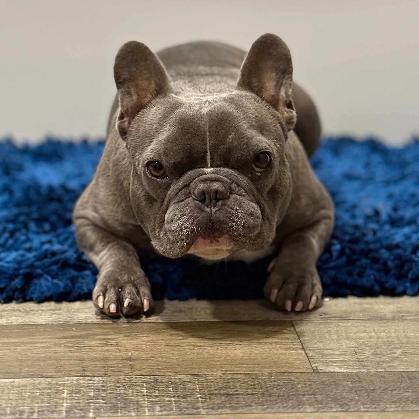 Gizmo Cepeck is registered to the contest to win money with this photo: animal, blue_rug, brown_eyes, close_up, companion, cute, dog, domestic, ears, face, french_bulldog, front_paws, fur, indoor, looking_at_camera, lying_down, pet, short_hair, snout, wood_floor