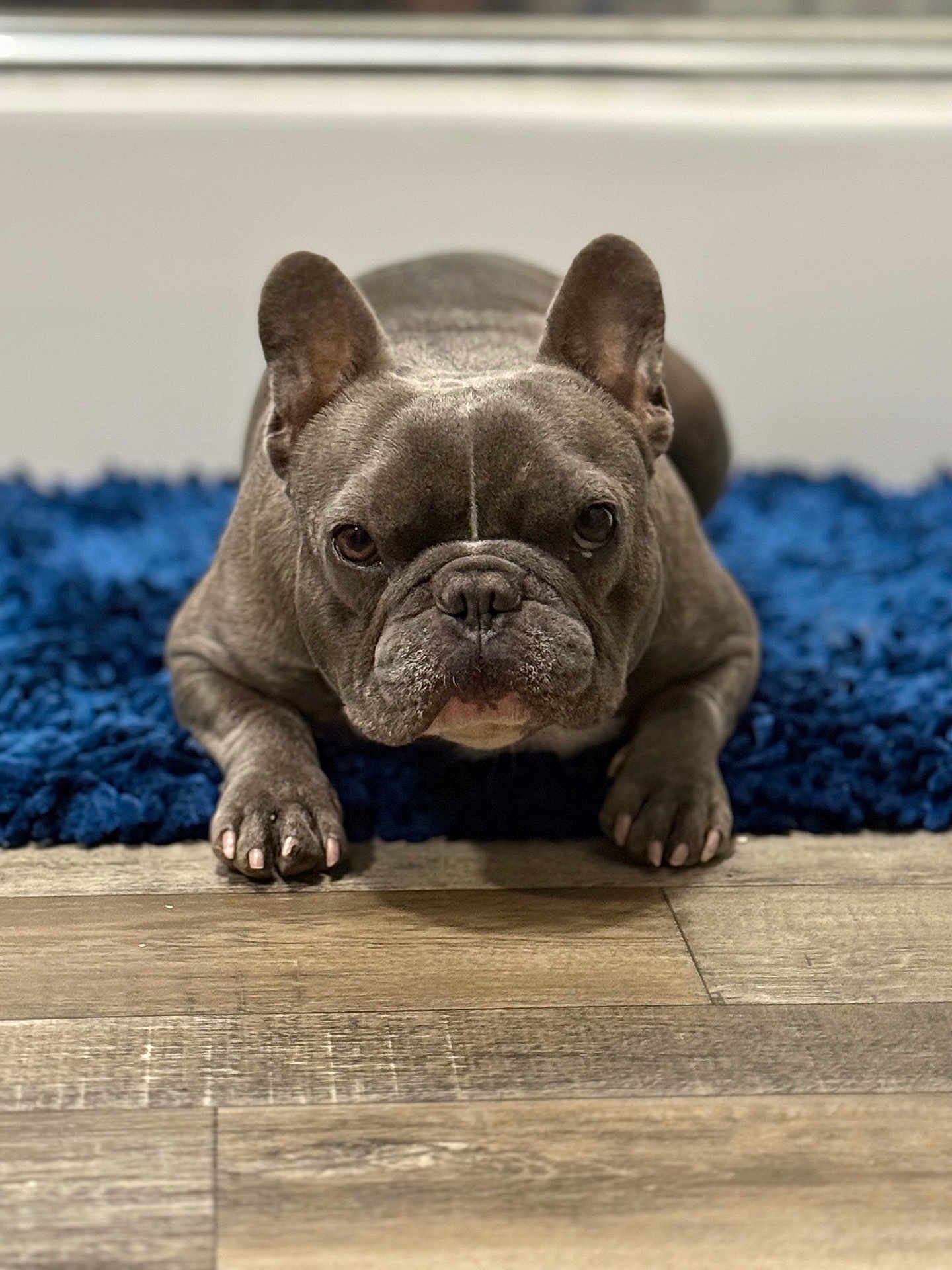 Gizmo Cepeck is registered to the contest to win money with this photo: dog, french_bulldog, pet, animal, indoor, blue_rug, wood_floor, lying_down, front_paws, ears, face, fur, close_up, looking_at_camera, brown_eyes, snout, short_hair, companion, cute, domestic