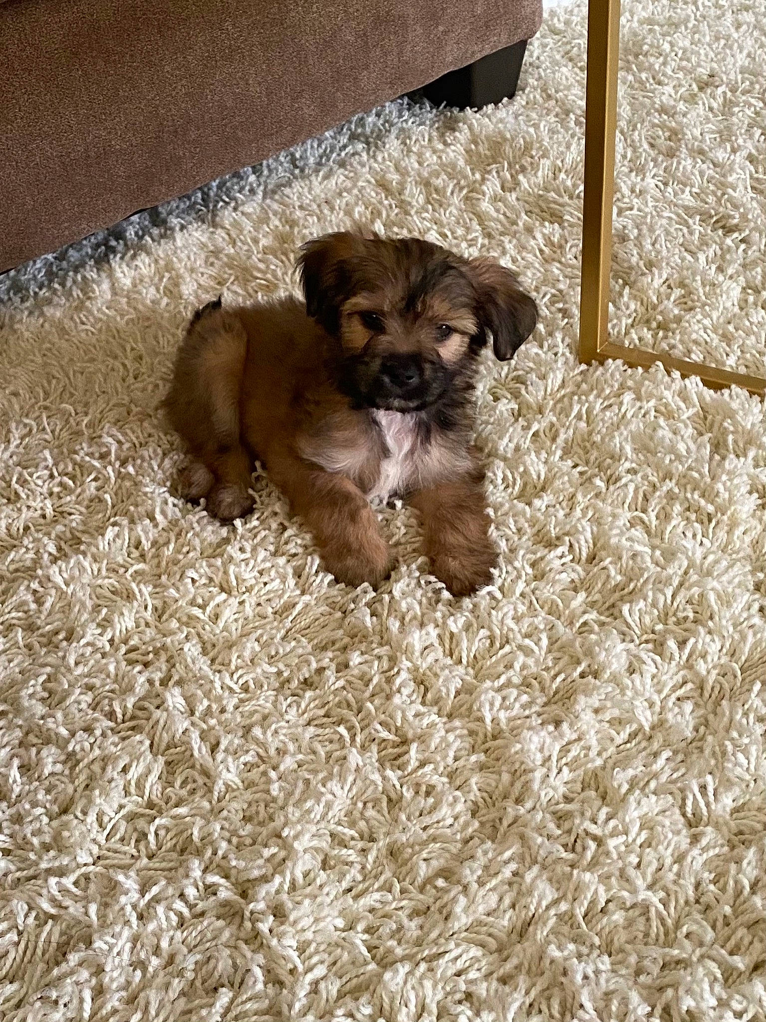 Melo is registered to the contest to win money with this photo: brown, canidae, carnivore, companion_dog, dog, dog_breed, fawn, fur, liver, mammal, puppy, snout, sporting_group, terrier, working_animal, working_dog