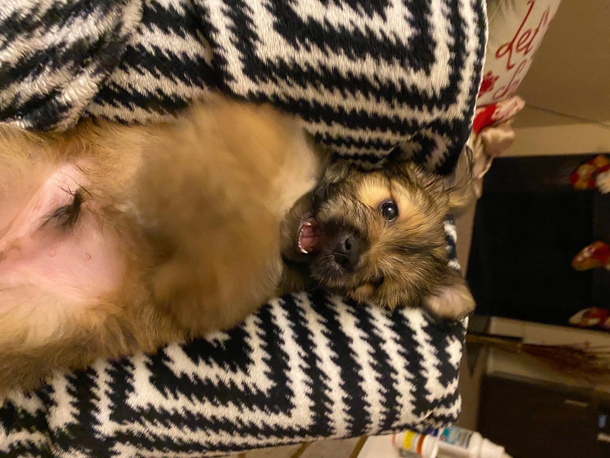 Melo is registered to the contest to win money with this photo: beige, canidae, carnivore, companion_dog, dog, dog_breed, dog_supply, fawn, fur, pattern, pet_supply, plaid, puppy, small_terrier, snout, textile, toy_dog, vertebrate, wool, working_animal