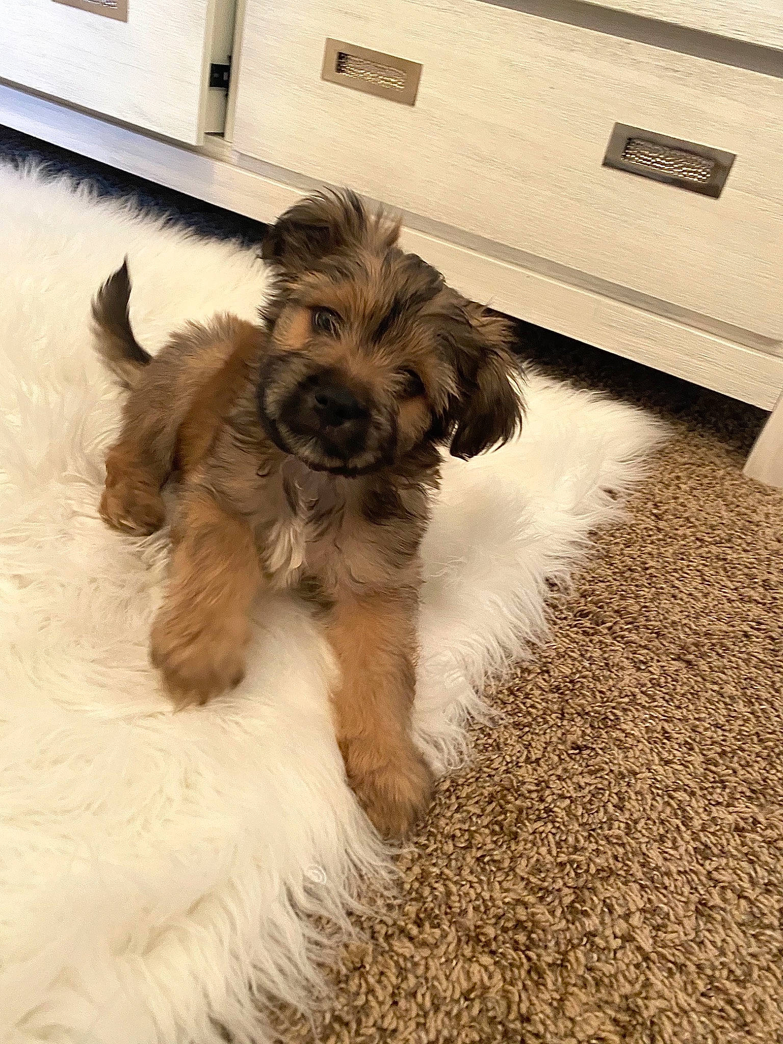 Melo joined the competition — help win amazing prizes! beige, canidae, carnivore, companion_dog, dog, dog_breed, fawn, flooring, fur, small_terrier, snout, sporting_group, terrier, toy_dog, working_animal, working_dog