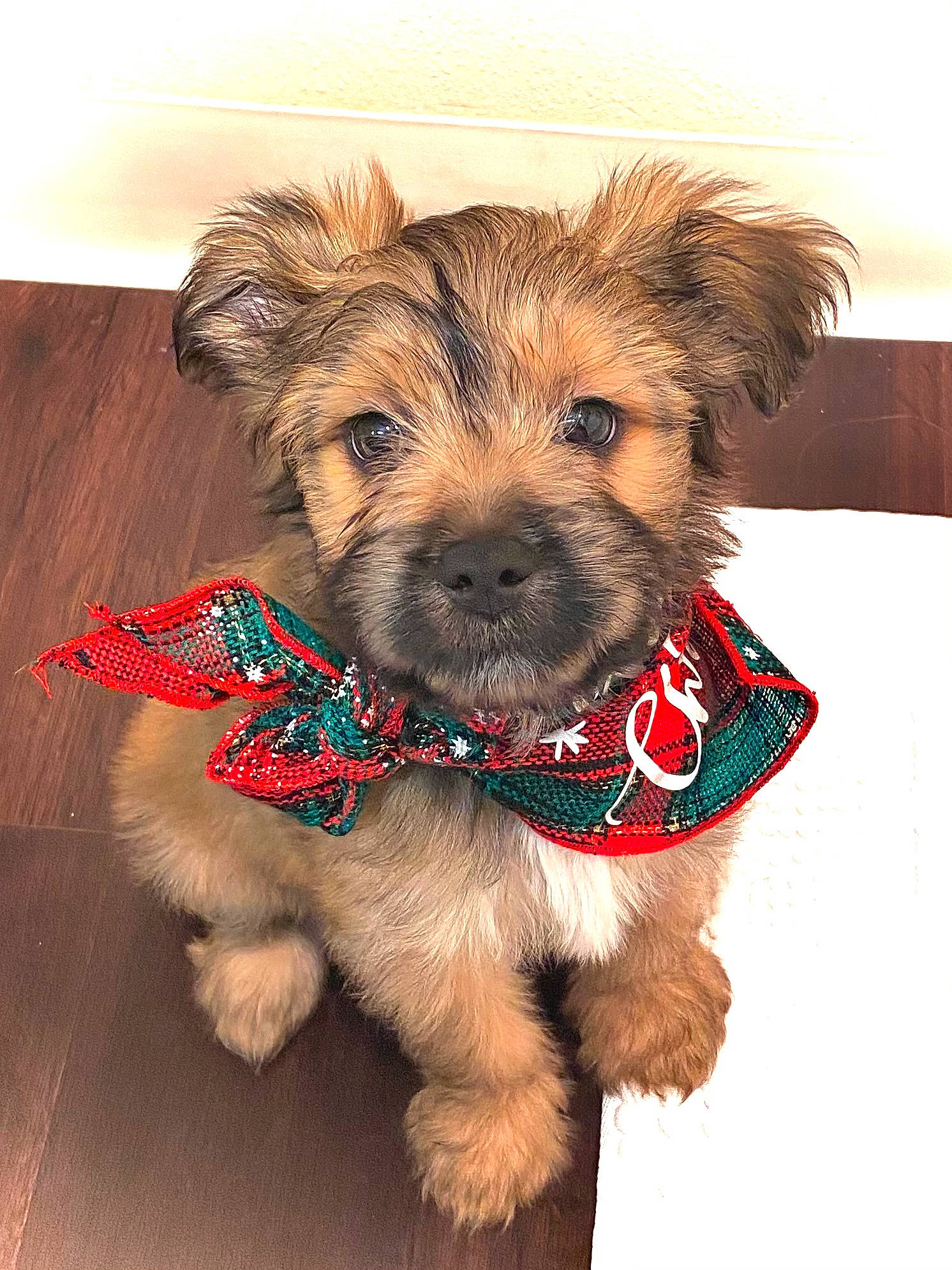 Melo is registered to the contest to win money with this photo: canidae, carnivore, collar, companion_dog, dog, dog_breed, dog_clothes, dog_collar, dog_supply, fur, laminate_flooring, pet_supply, puppy, small_terrier, snout, sporting_group, terrier, toy_dog, wood_flooring, working_animal