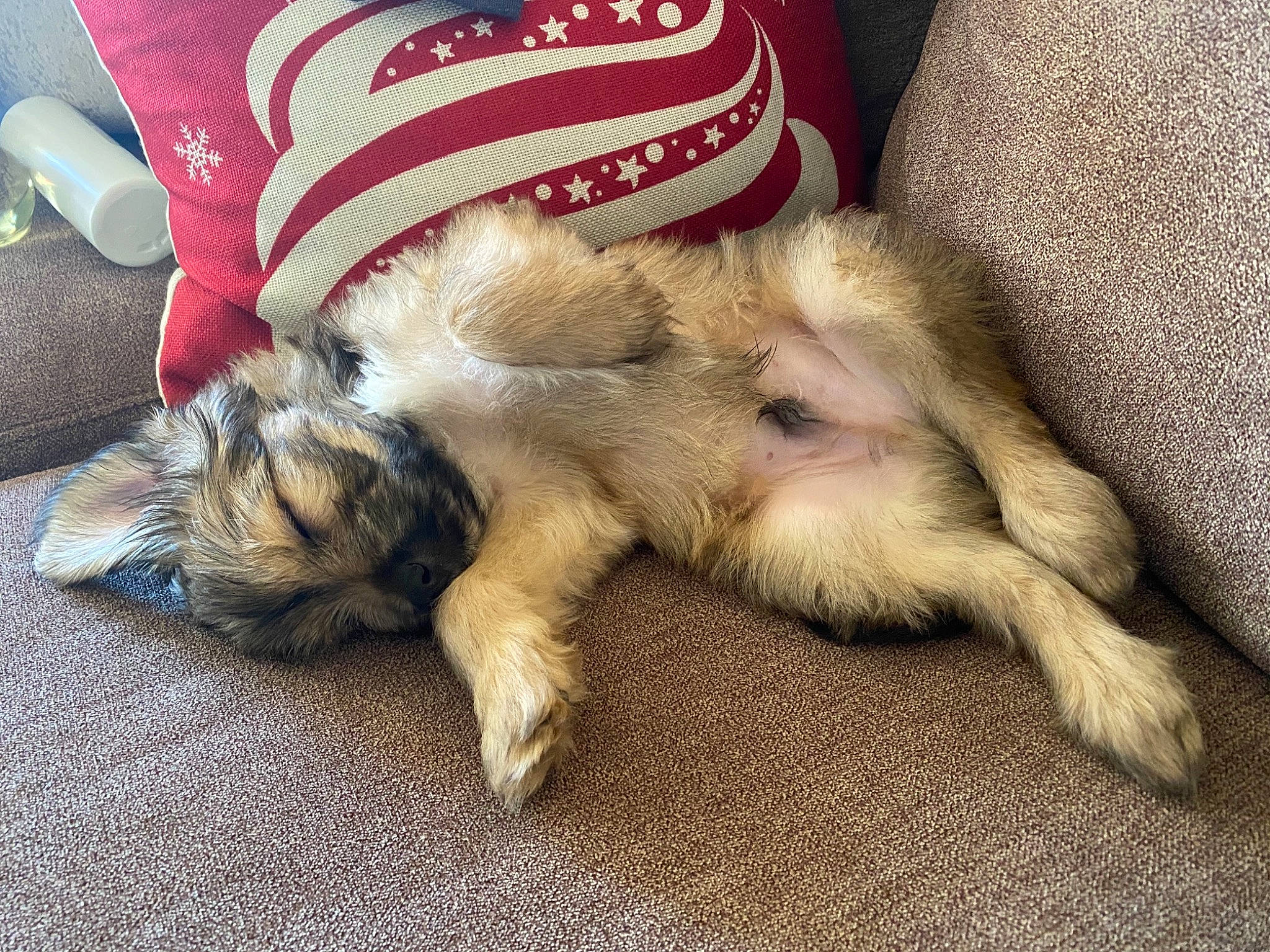 Melo is registered to the contest to win money with this photo: canidae, carnivore, companion_dog, couch, cushion, dog, dog_breed, fawn, fur, home_accessories, living_room, paw, pillow, puppy, slipcover, sporting_group, throw_pillow, working_animal