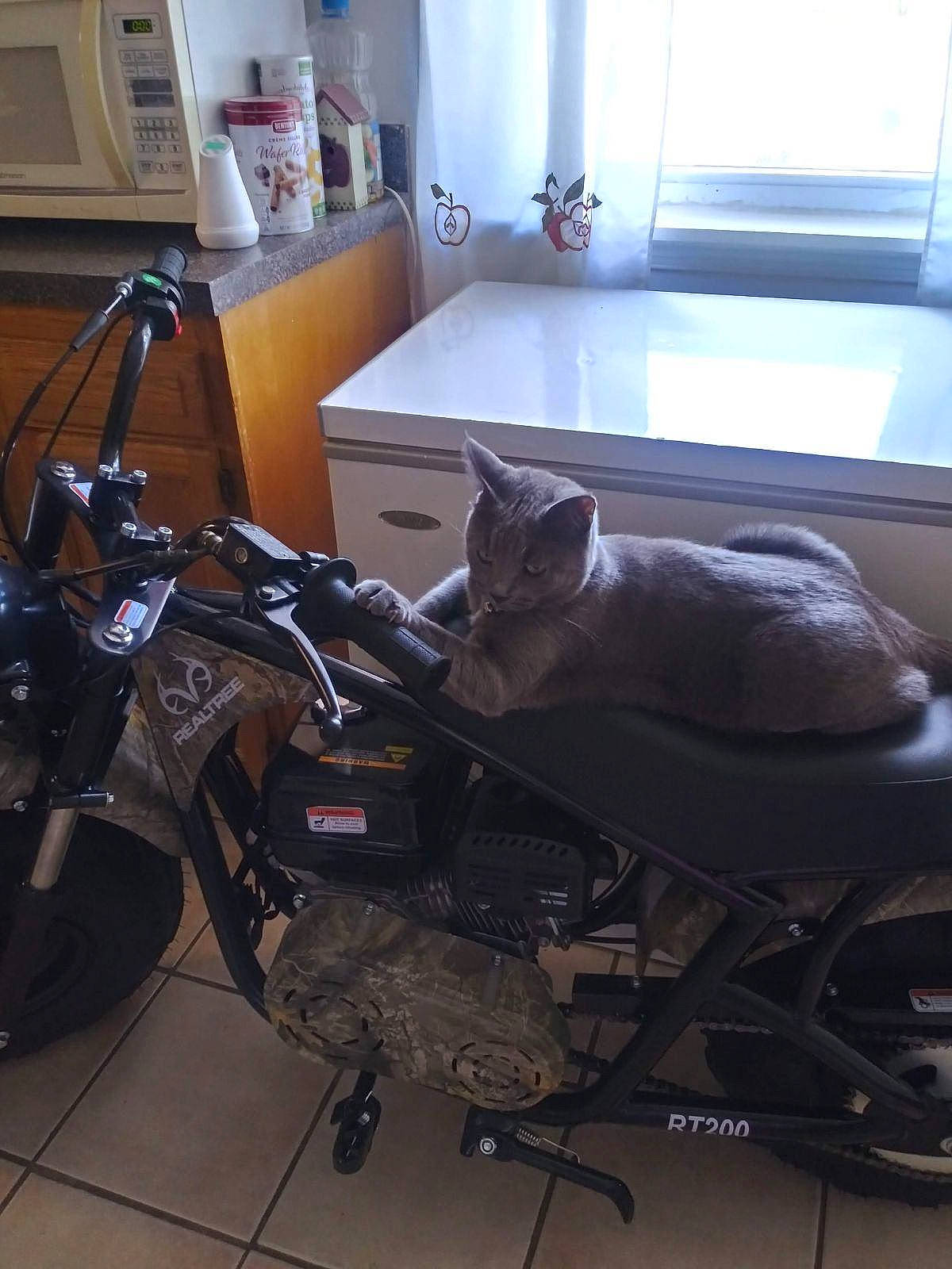 Blue joined the competition — help win amazing prizes! auto_part, automotive_design, automotive_exterior, automotive_lighting, automotive_tire, automotive_wheel_system, cat, felidae, fender, floor, flooring, fuel_tank, motor_vehicle, motorcycle, motorcycle_accessories, rim, room, tire, vehicle, wheel