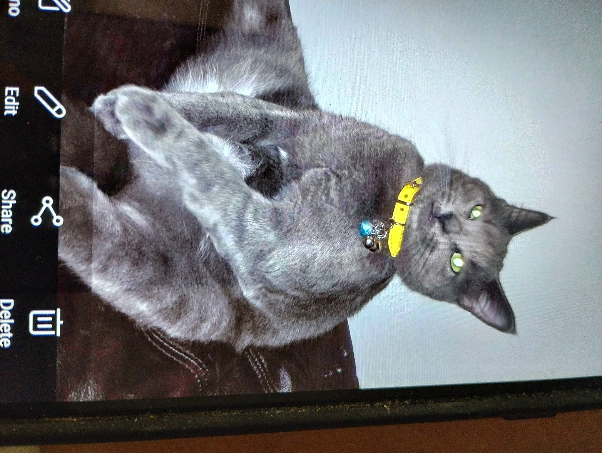 Blue is registered to the contest to win money with this photo: black_cat, bombay, carnivore, cat, claw, display_device, domestic_short_haired_cat, felidae, font, fur, grey, rectangle, small_to_medium_sized_cats, tail, whiskers