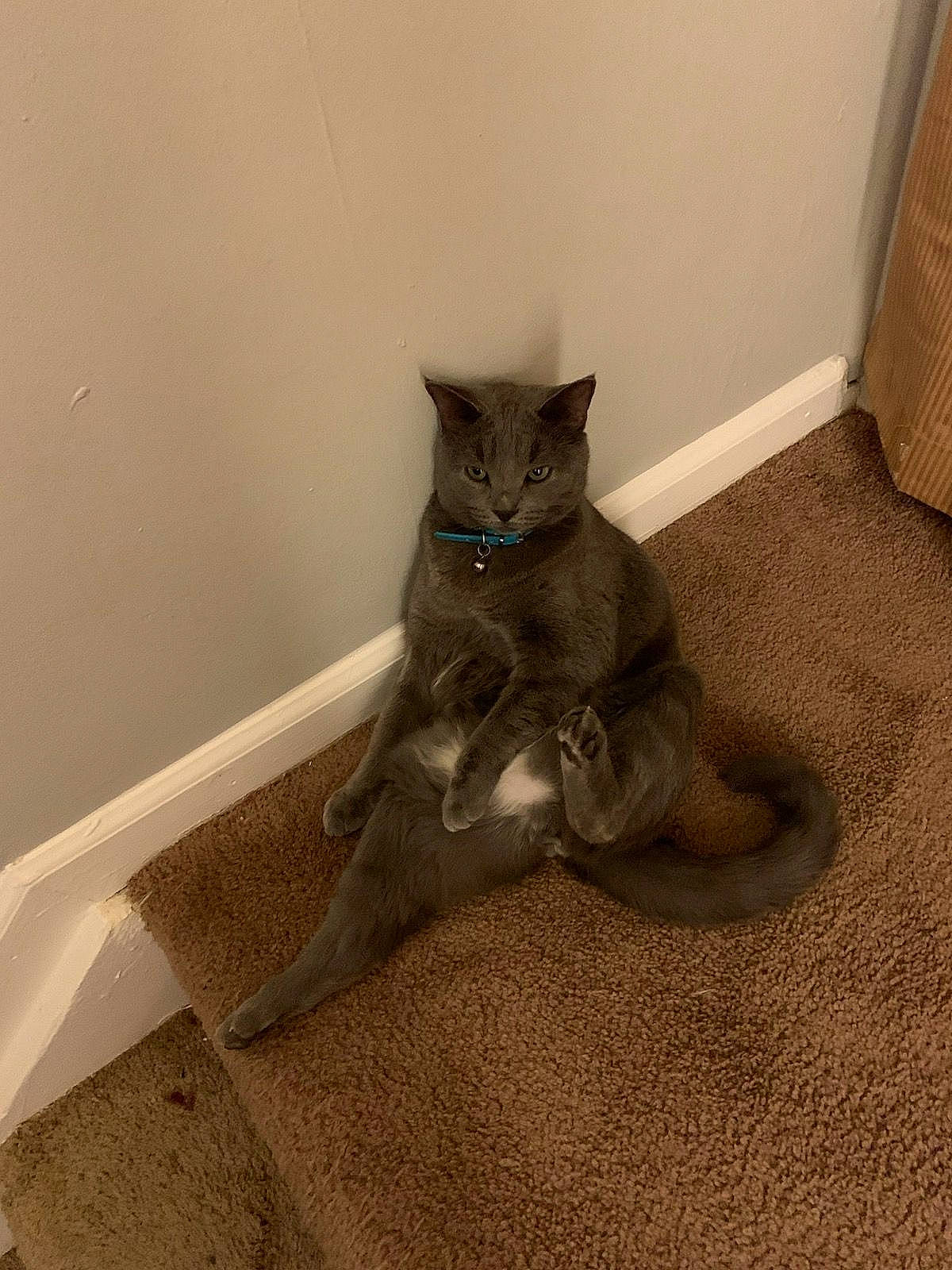 Blue joined the competition — help win amazing prizes! black_cat, carnivore, cat, cat_supply, comfort, domestic_short_haired_cat, fawn, felidae, floor, flooring, fur, grey, hardwood, paw, room, small_to_medium_sized_cats, stairs, tail, whiskers, wood