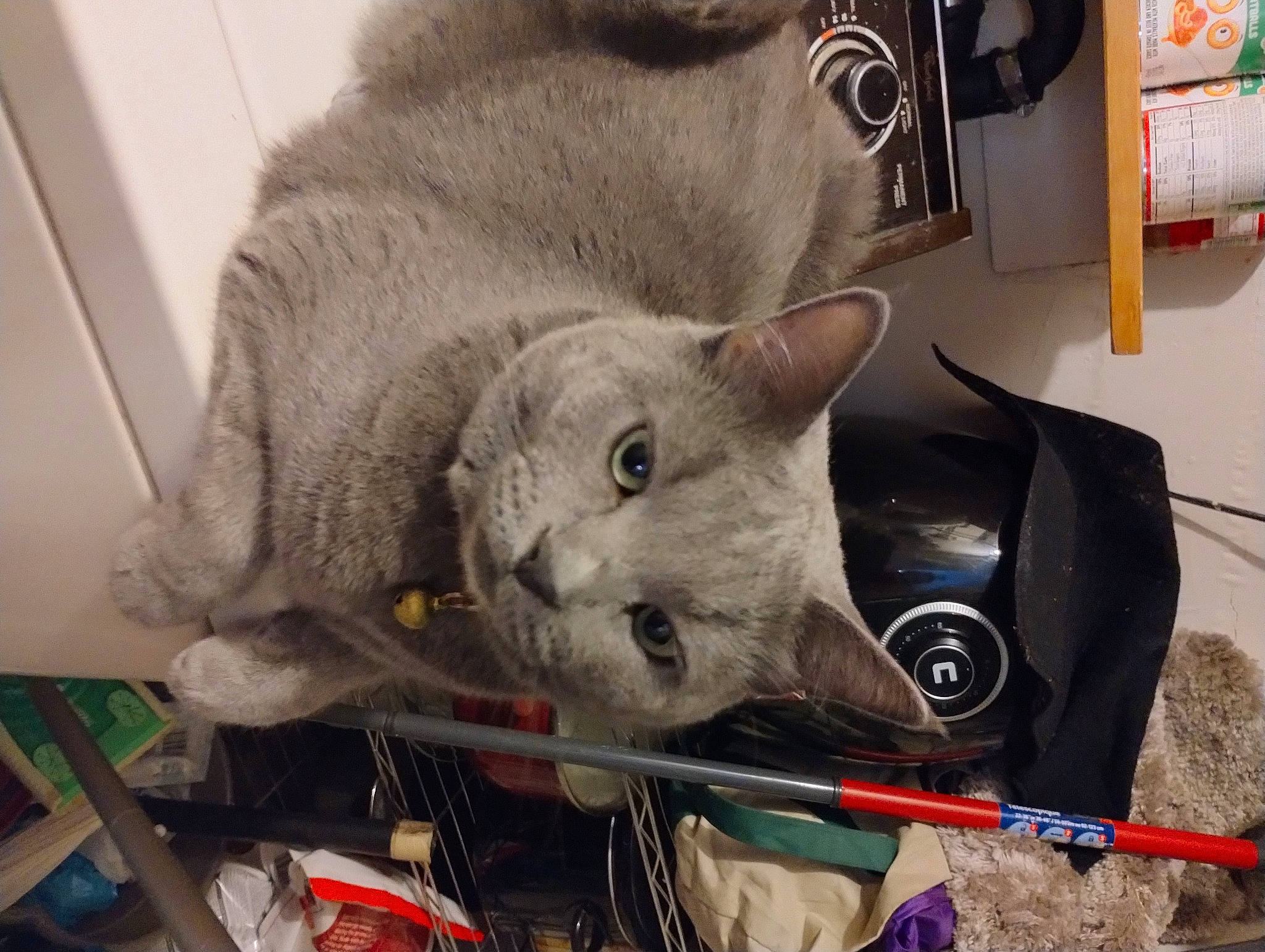 Blue is registered to the contest to win money with this photo: auto_part, automotive_tire, bag, carnivore, cat, domestic_short_haired_cat, felidae, fur, motor_vehicle, small_to_medium_sized_cats, snout, tail, tire, whiskers, wire