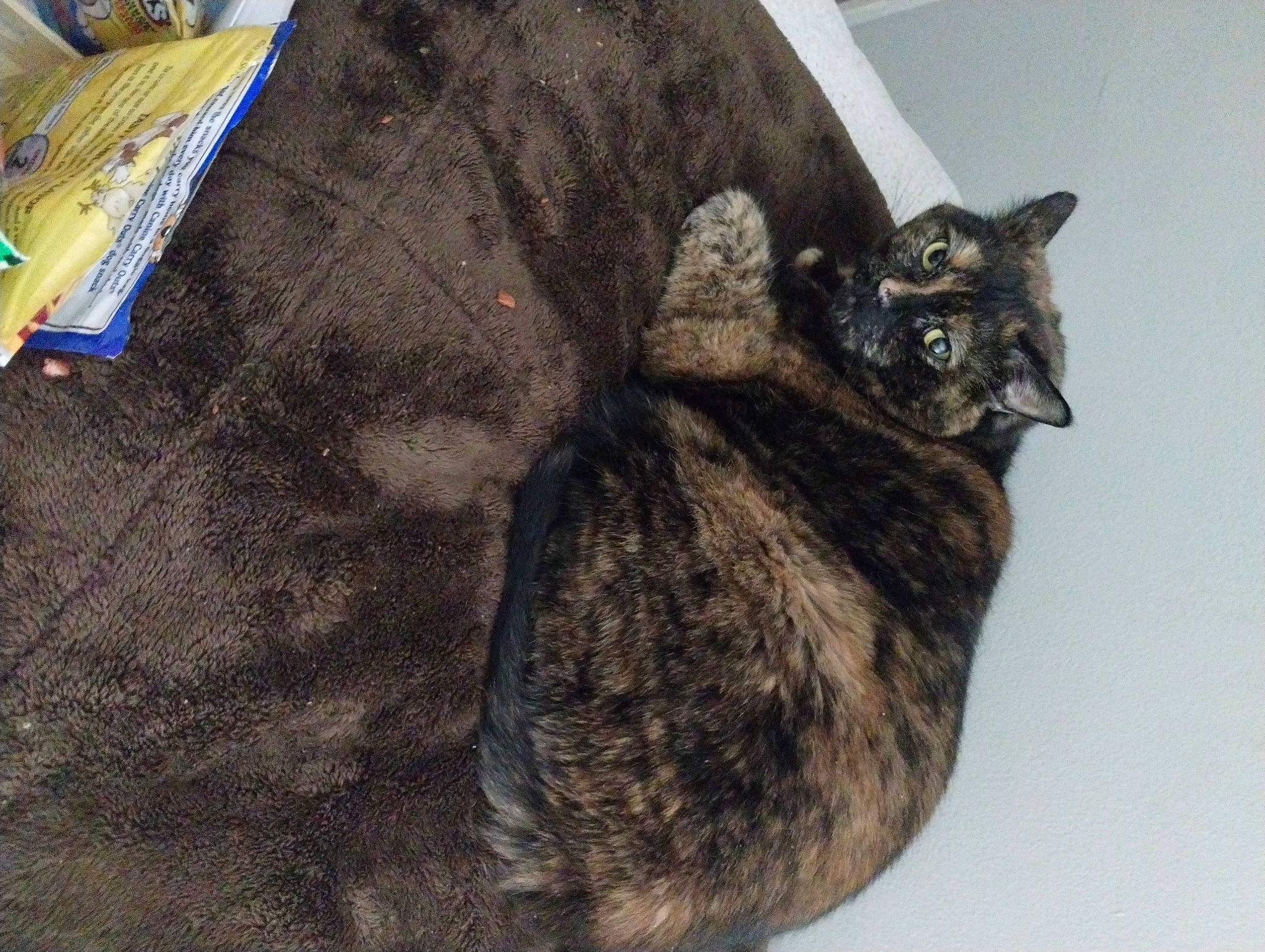 Hope joined the competition — help win amazing prizes! black_cat, carnivore, cat, cat_supply, claw, comfort, domestic_short_haired_cat, felidae, fur, grey, paw, small_to_medium_sized_cats, snout, tail, terrestrial_animal, whiskers