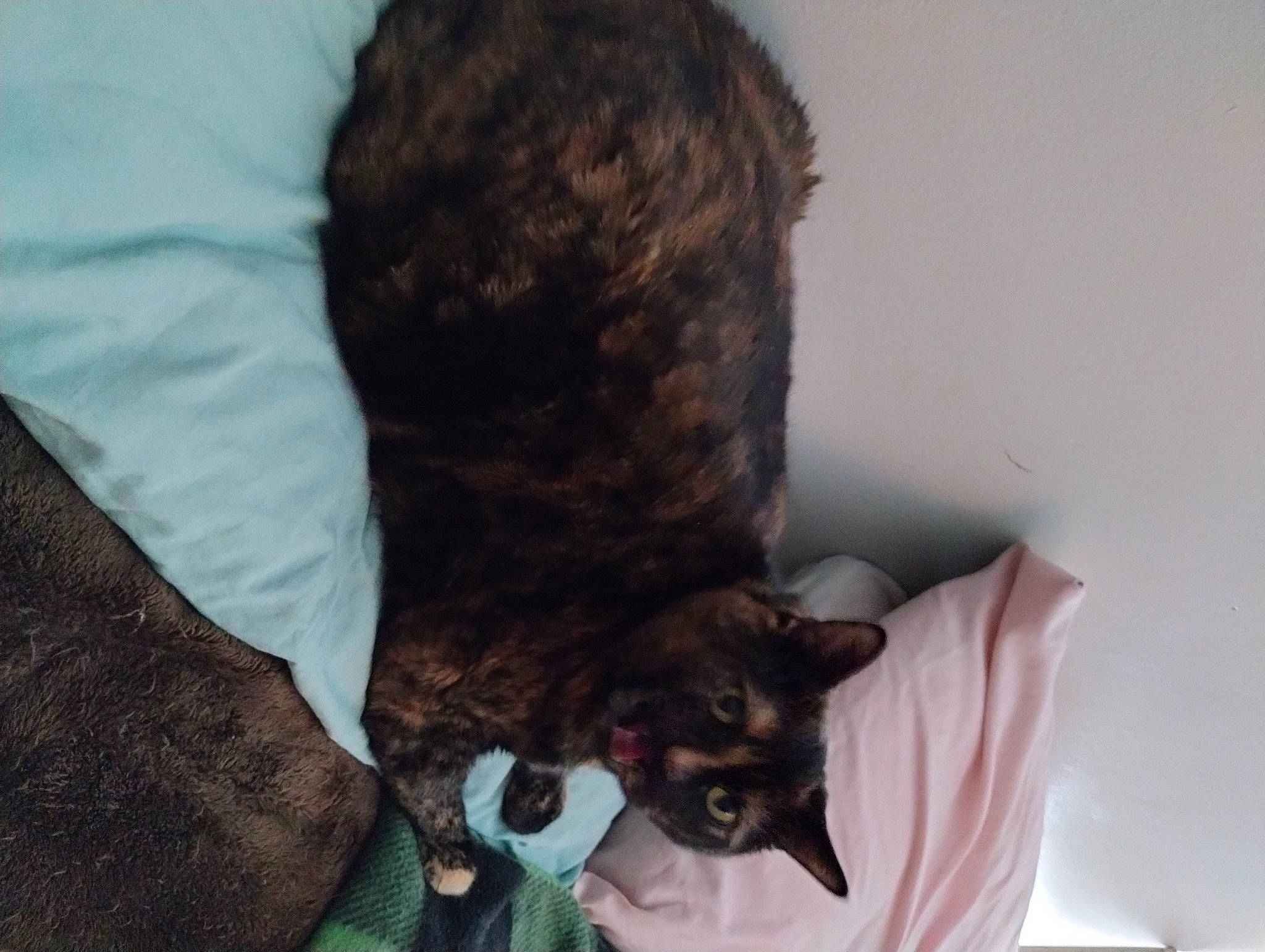 Hope joined the competition — help win amazing prizes! black_cat, canidae, carnivore, cat, claw, comfort, dog_breed, domestic_short_haired_cat, ear, fawn, felidae, fur, linens, liver, small_to_medium_sized_cats, snout, sporting_group, tail, terrestrial_animal, whiskers