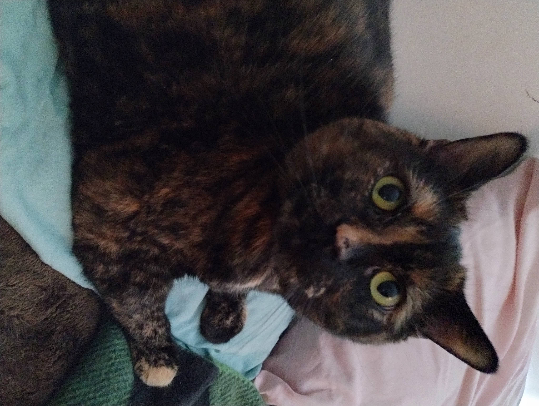 Hope joined the competition — help win amazing prizes! black_cat, bombay, brown, carnivore, cat, claw, comfort, domestic_short_haired_cat, ear, felidae, fur, paw, small_to_medium_sized_cats, snout, tail, terrestrial_animal, whiskers