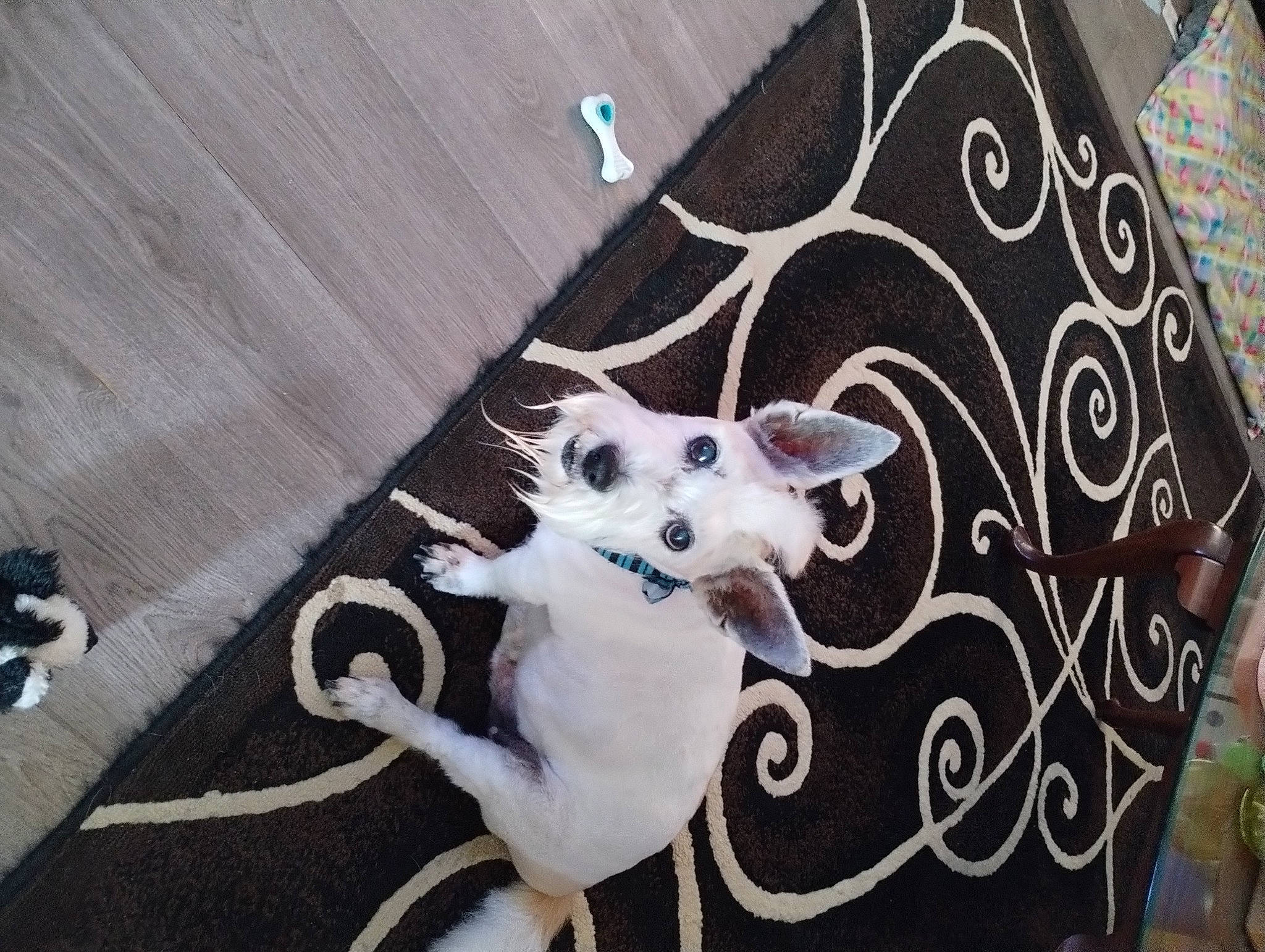 Eddie joined the competition — help win amazing prizes! carnivore, cat, companion_dog, event, fashion_accessory, fawn, felidae, flowerpot, fur, grey, houseplant, linens, ornament, pattern, plant, small_to_medium_sized_cats, tail, tree, whiskers, wood