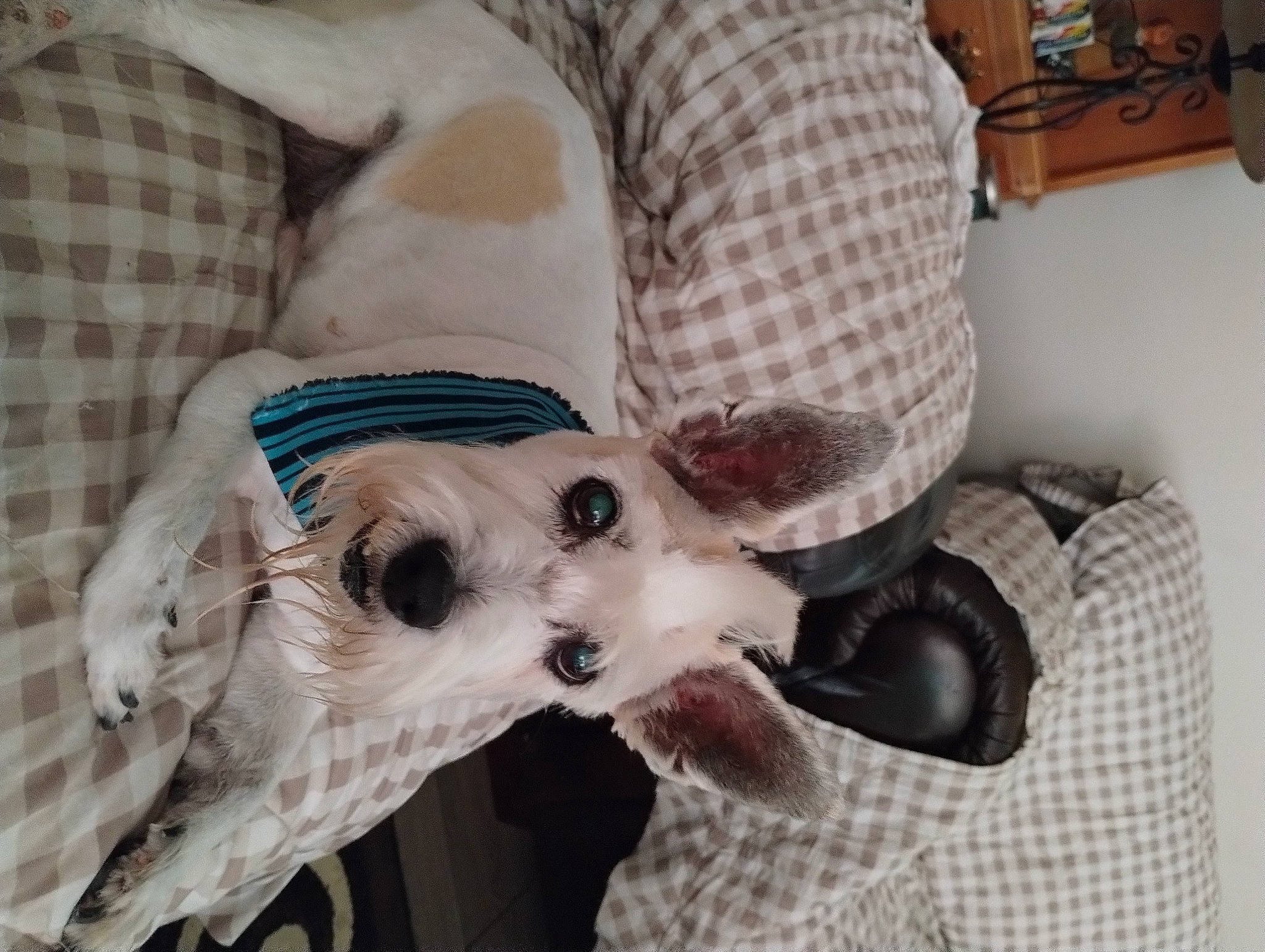 Eddie is registered to the contest to win money with this photo: canidae, carnivore, collar, comfort, companion_dog, dog, dog_breed, dog_clothes, dog_collar, dog_supply, fawn, fur, paw, puppy_love, snout, sporting_group, sunglasses, terrier, toy_dog, working_animal