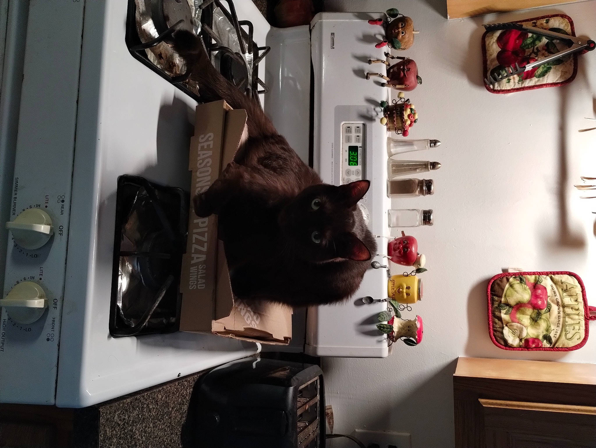 Babyboy joined the competition — help win amazing prizes! backpack, bag, baggage, carnivore, cat, chair, comfort, domestic_short_haired_cat, eyewear, felidae, fur, hat, houseplant, luggage_and_bags, machine, room, shelf, shelving, small_to_medium_sized_cats, whiskers