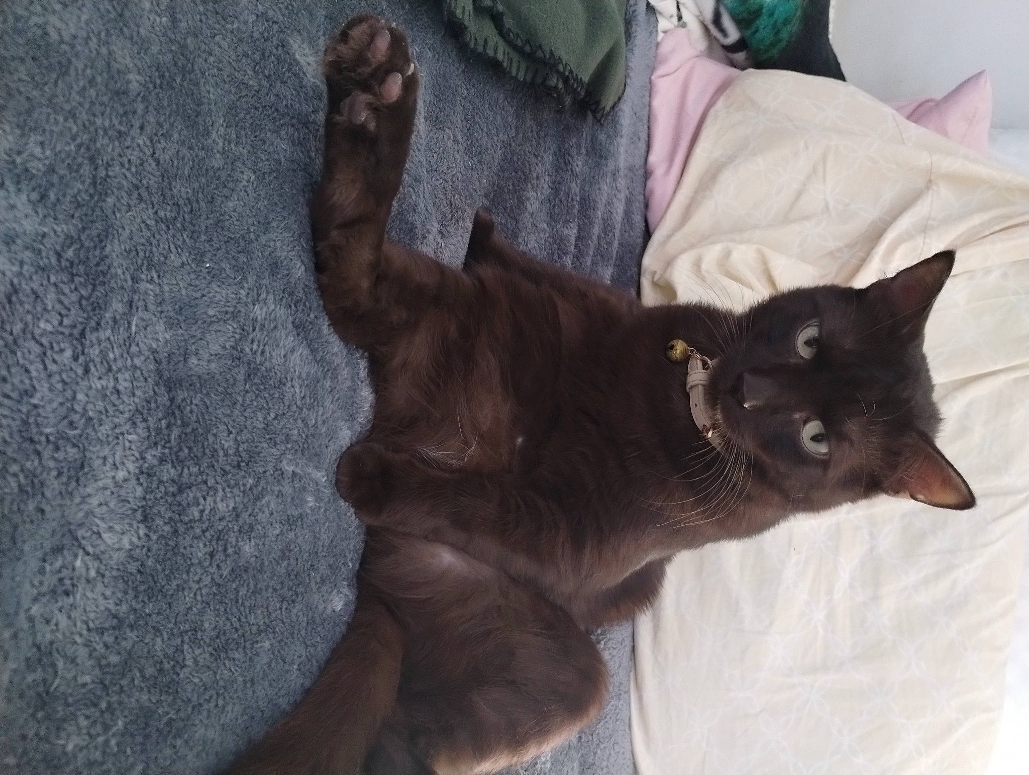 Babyboy is registered to the contest to win money with this photo: black_cat, bombay, brown, carnivore, cat, cat_supply, claw, comfort, domestic_short_haired_cat, ear, fawn, felidae, fur, grey, havana_brown, liver, small_to_medium_sized_cats, snout, tail, whiskers