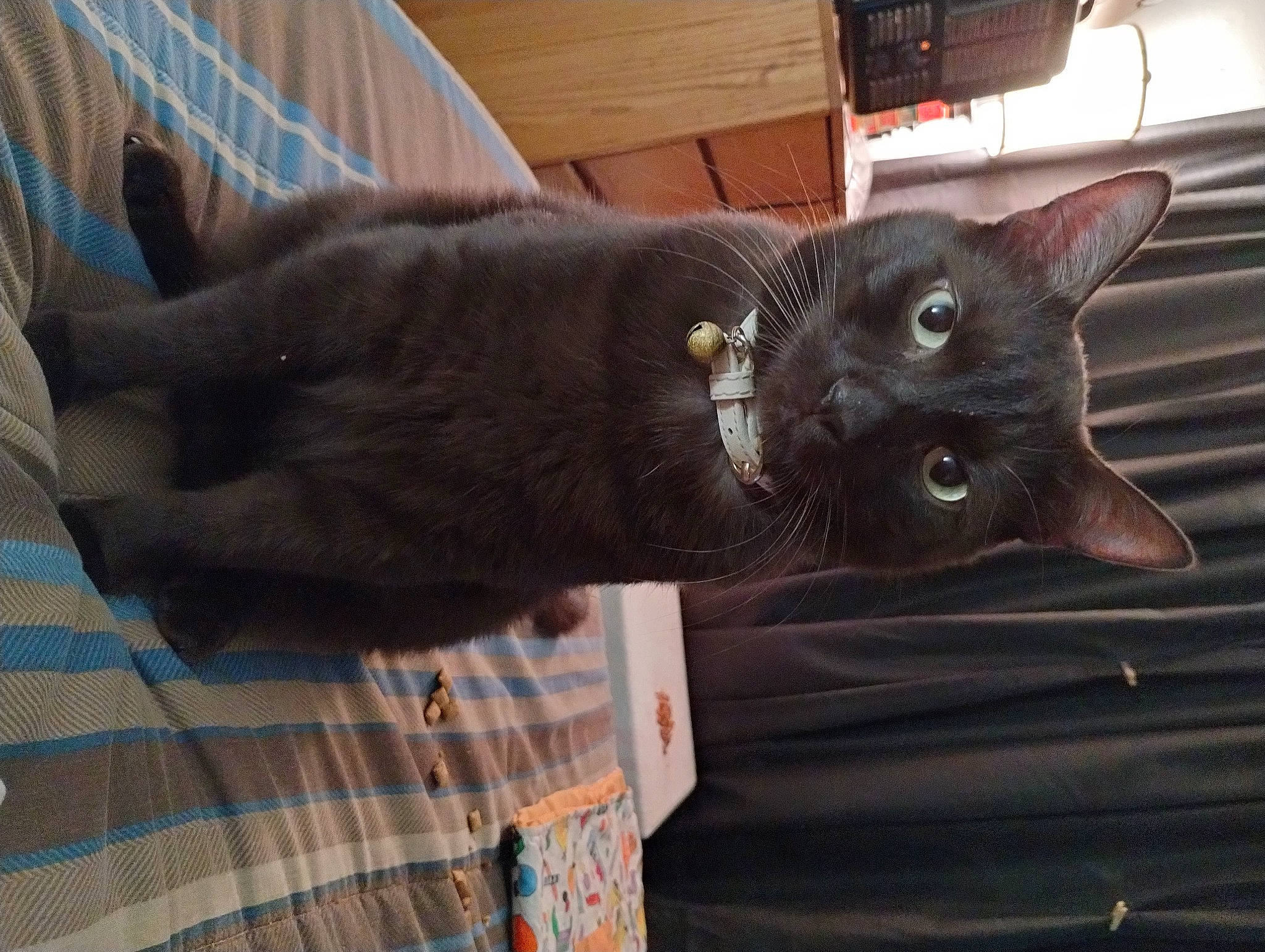 Babyboy joined the competition — help win amazing prizes! black_cat, bombay, carnivore, cat, comfort, domestic_short_haired_cat, felidae, fur, grey, hardwood, havana_brown, pattern, plaid, small_to_medium_sized_cats, snout, tail, tartan, terrestrial_animal, whiskers, wood