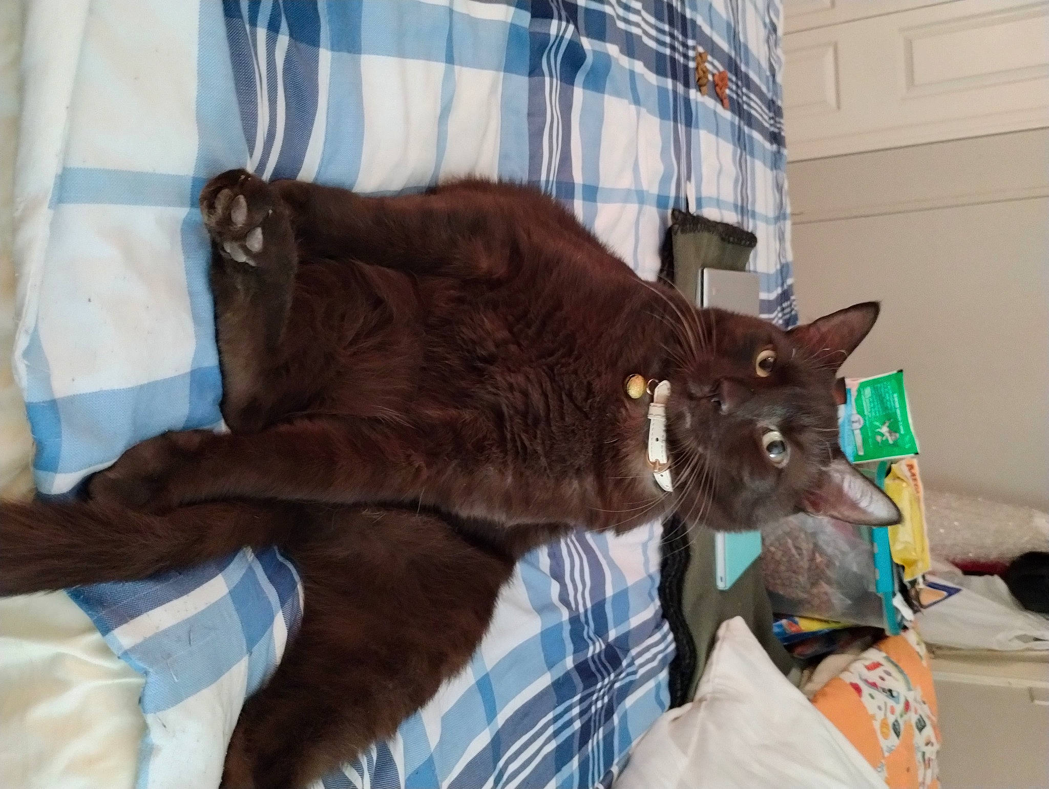 Babyboy joined the competition — help win amazing prizes! black_cat, bombay, canidae, carnivore, cat, cat_supply, claw, comfort, dog_breed, domestic_short_haired_cat, fawn, felidae, fur, liver, plant, small_to_medium_sized_cats, sporting_group, tail, terrestrial_animal, whiskers