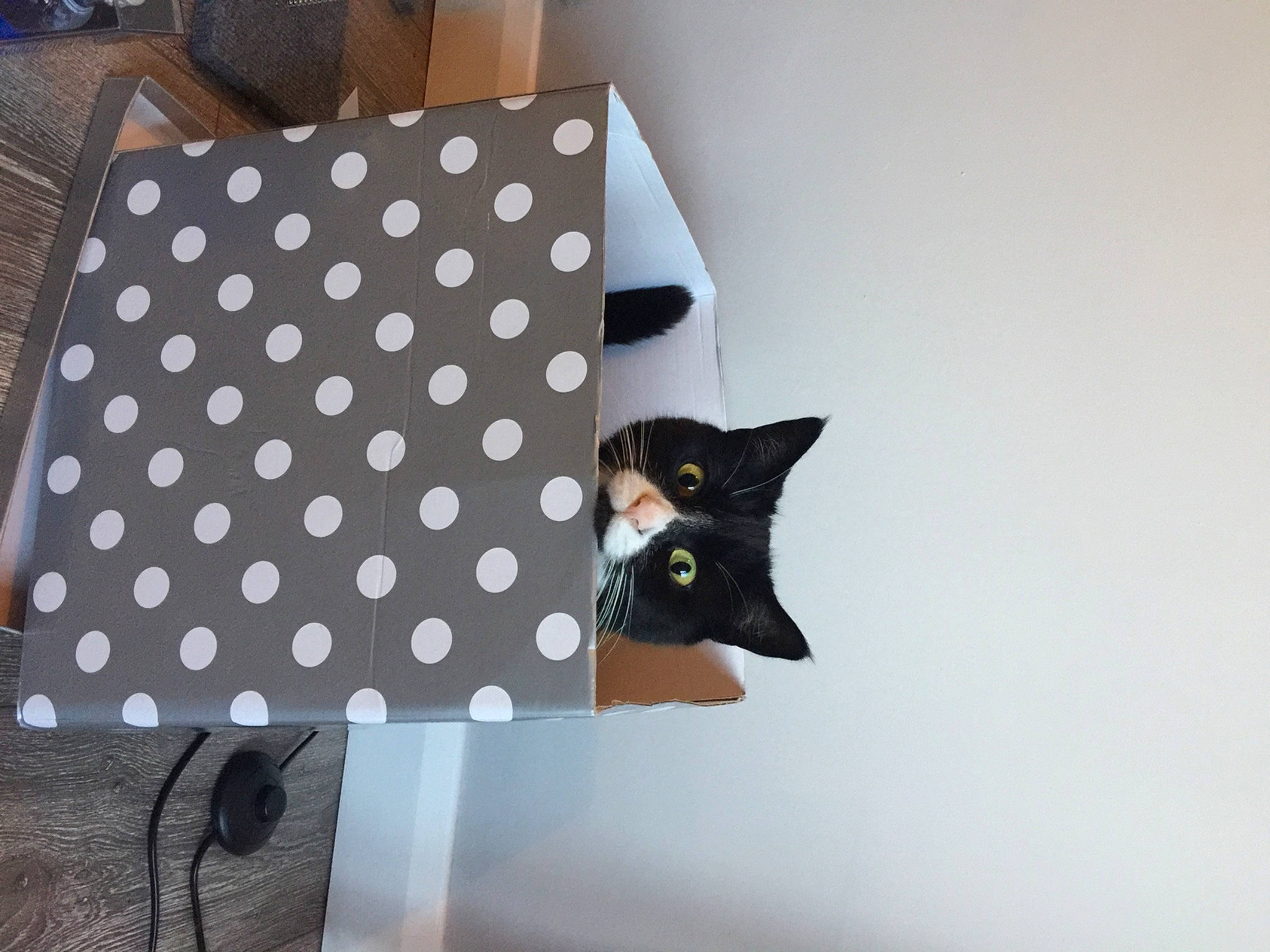 Sally joined the competition — help win amazing prizes! cat, circle, felidae, font, grey, lampshade, lighting_accessory, linens, pattern, polka_dot, rectangle, room, sleeve, small_to_medium_sized_cats, table, tail, textile, visual_arts, whiskers, window