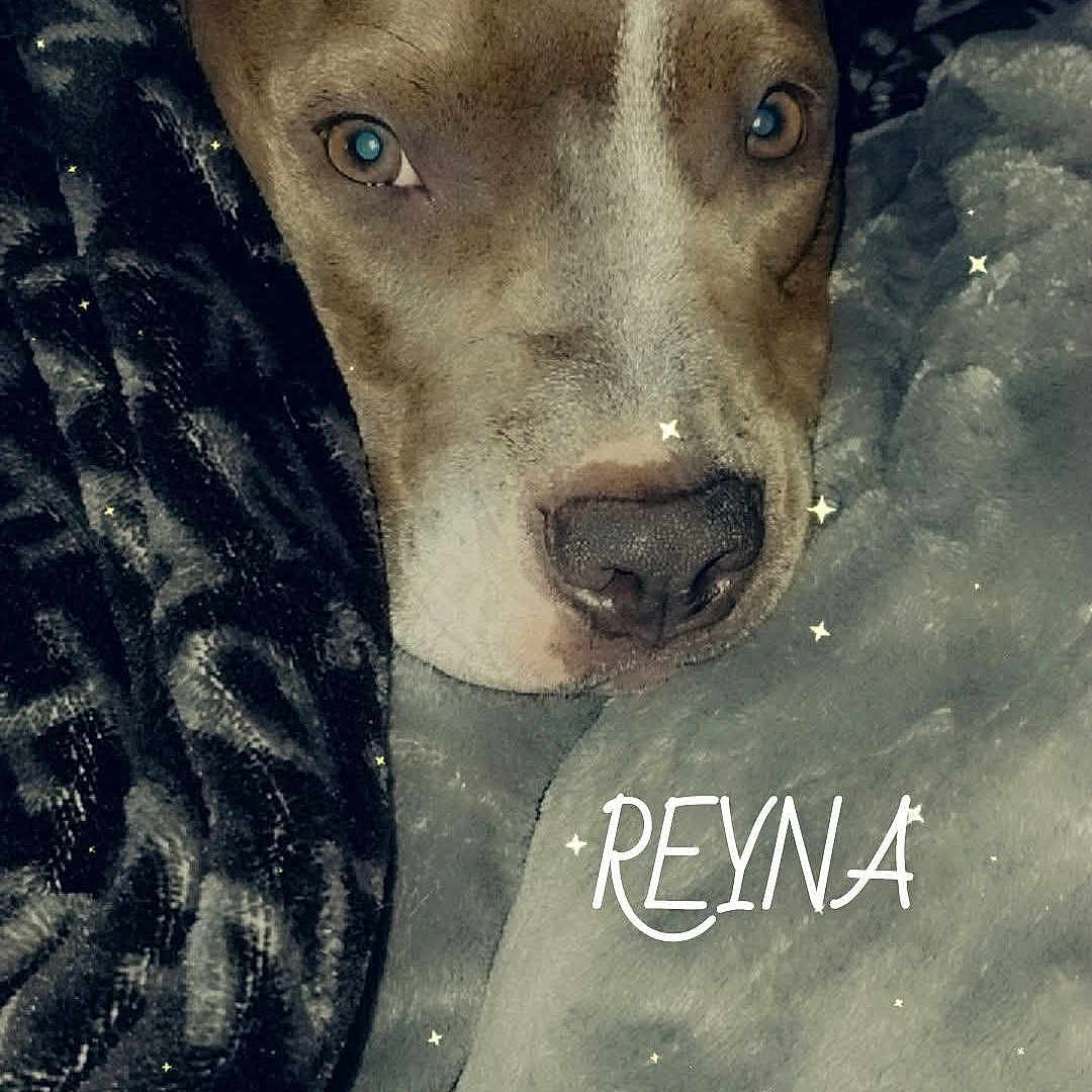 Reyna