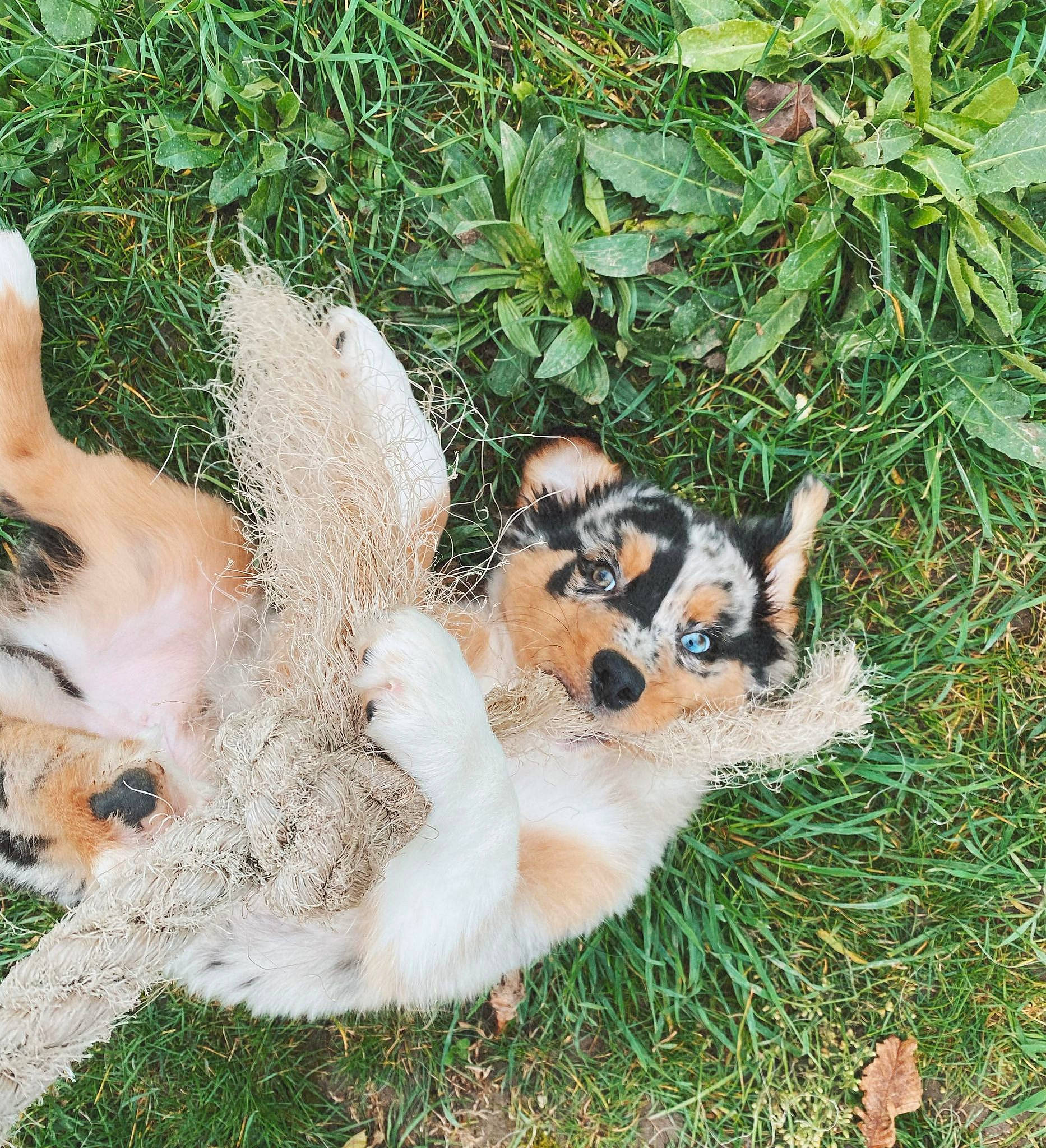 Akiko participe au concours pour gagner de l'argent avec cette photo : australian_shepherd, canidae, carnivore, companion_dog, dog, dog_breed, fawn, grass, mammal, puppy, sporting_group, vertebrate
