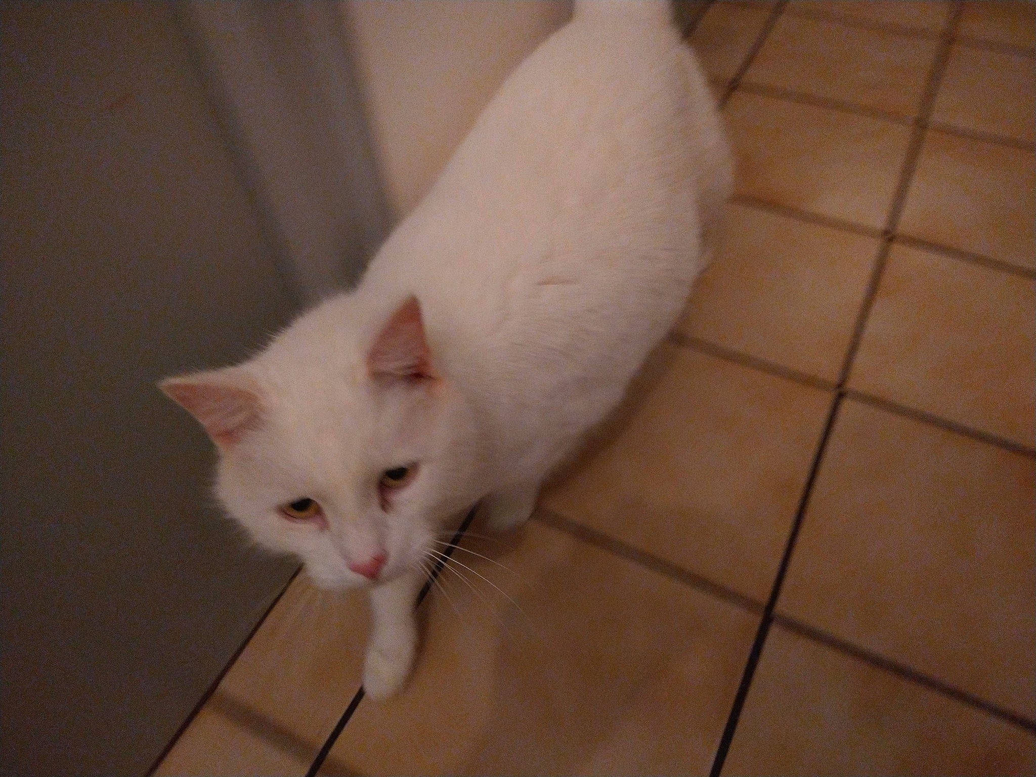 Chantilly participe au concours pour gagner de l'argent avec cette photo : beige, carnivore, cat, domestic_short_haired_cat, fawn, felidae, floor, flooring, fur, khao_manee, small_to_medium_sized_cats, snout, tail, terrestrial_animal, tile, tile_flooring, turkish_angora, vertebrate, whiskers