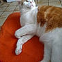 Mimi participe au concours pour gagner de l'argent avec cette photo : cat, orange_blanket, white_fur, orange_fur, indoor, tiled_floor, pet, paw, animal, feline, looking_up, fur, resting, alert, whiskers, cute, domestic, relaxed, cozy, home